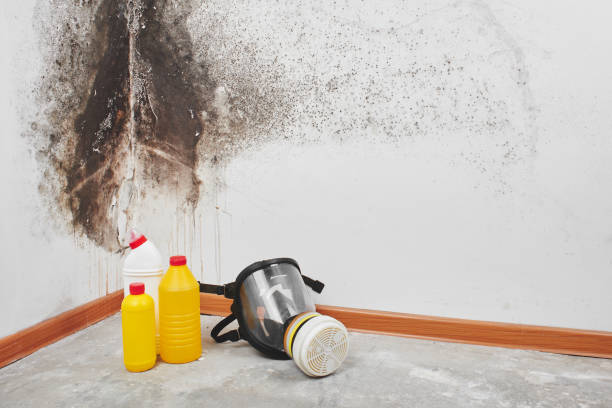 Mold Odor Removal Services in Lynnwood Pricedale, PA